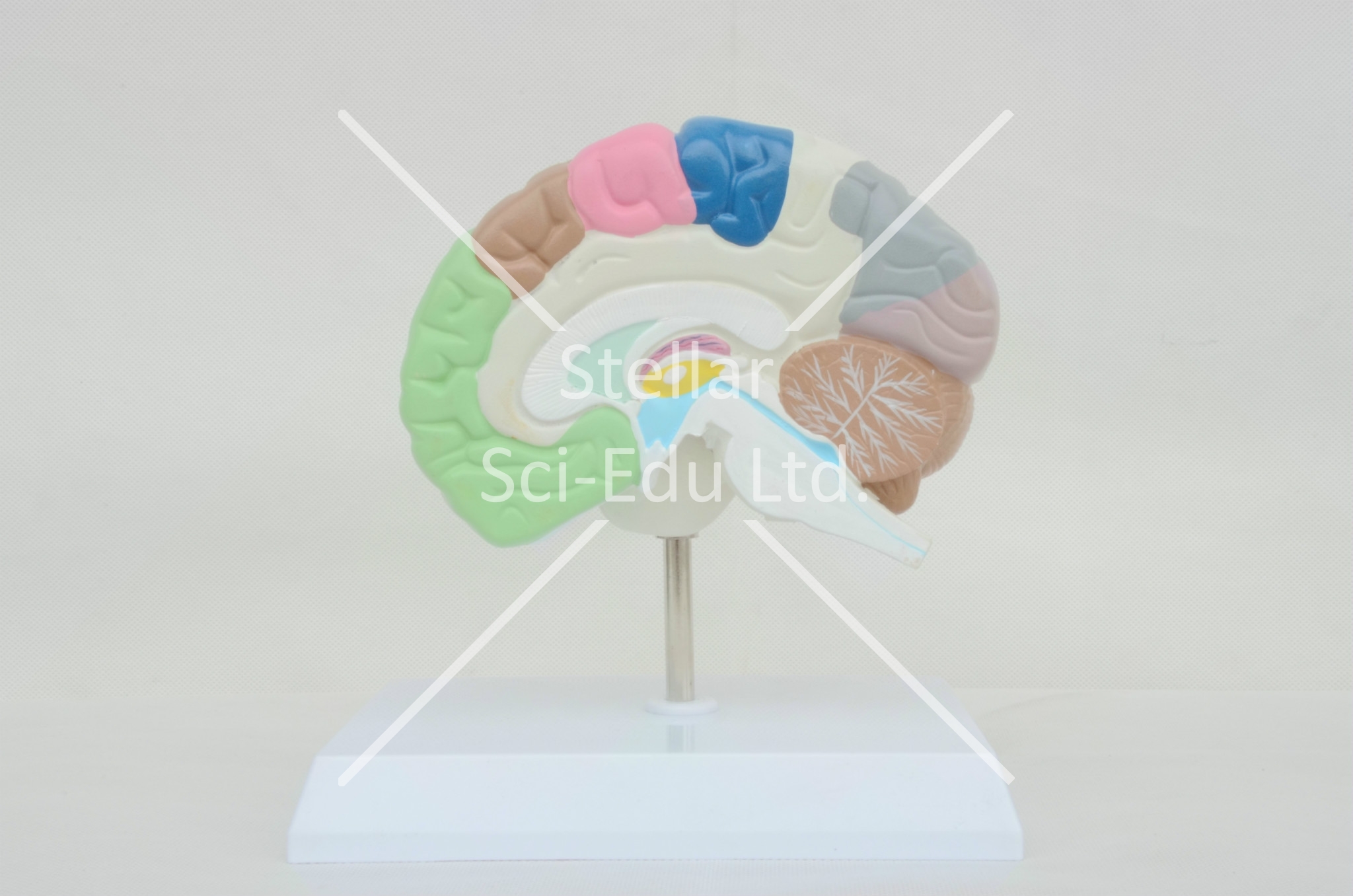 Sg6121 Half Brain Model
